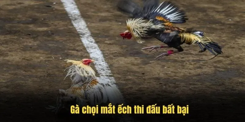 Gà chọi mắt ếch thi đấu bất bại