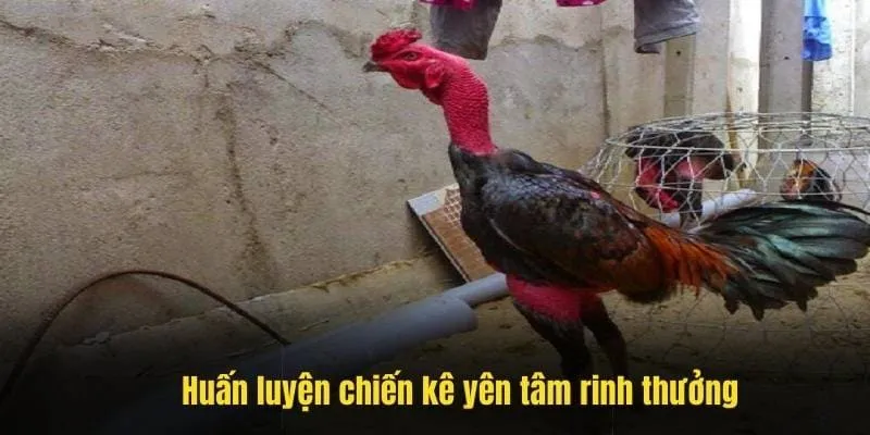 Huấn luyện chiến kê đúng cách yên tâm rinh thưởng