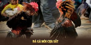 Đá gà nòi cựa sắt 8KBET