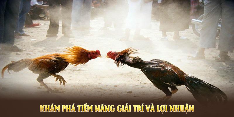 Khám phá tiềm năng giải trí và lợi nhuận đến từ đá gà nòi cựa sắt