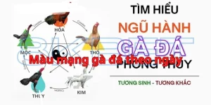 Màu Mạng Gà Đá Theo Ngày - 8KBET Chia Sẻ Kinh Nghiệm